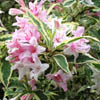 Weigela 'Florida Variegata'